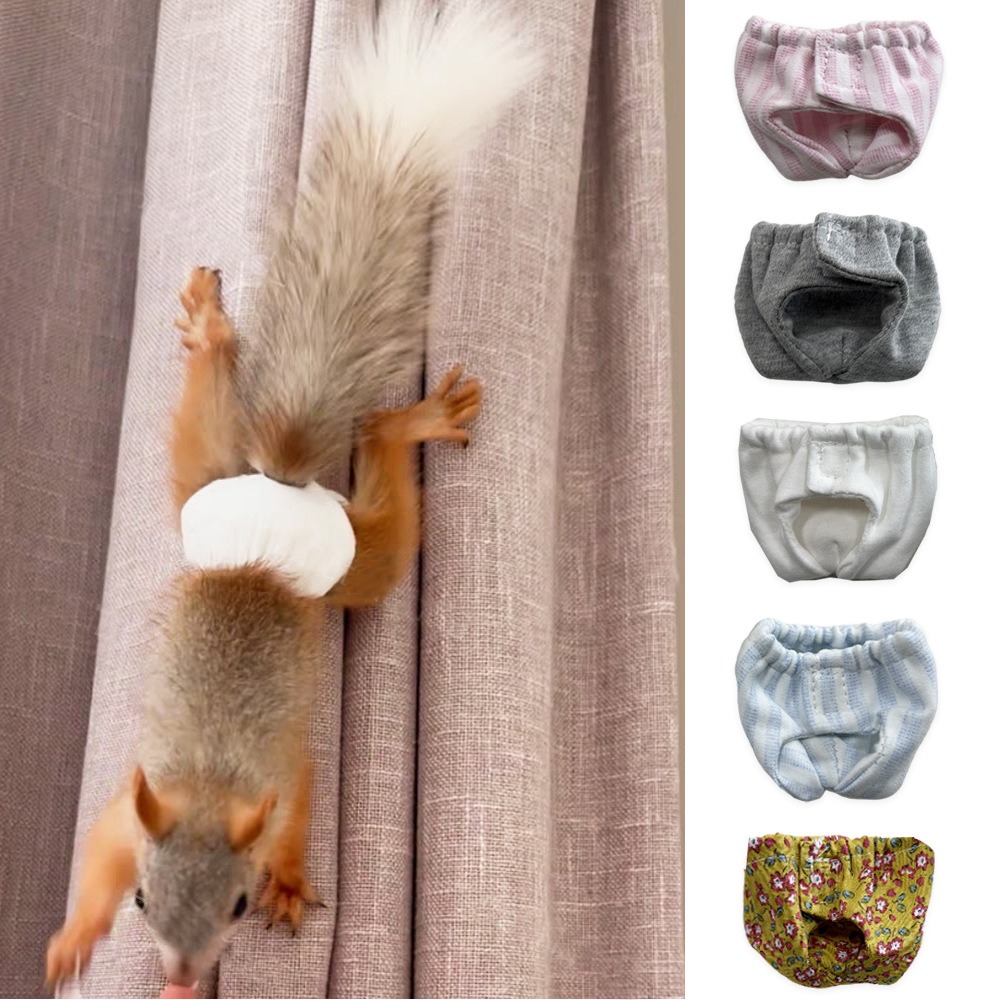Saugfähige Eichhörnchen-Windel – Period Panty Absorbent Bewertung und Preis